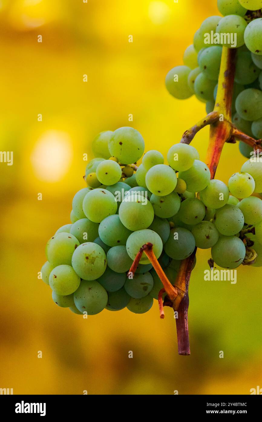 bunch of organic green grapes vine hanging among yellow leaves. lovely harvest time background. viticulture cultivation Stock Photo