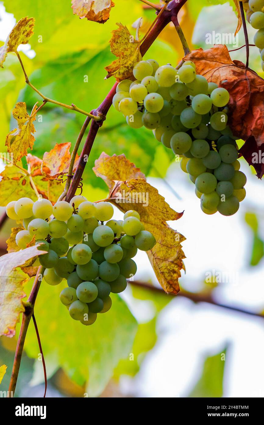 bunch of organic green grapes vine hanging among yellow leaves Stock Photo