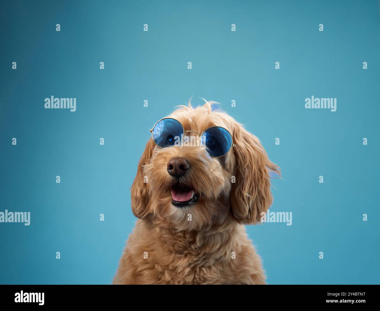 A Labradoodle with curly fur looks upward while wearing blue sunglasses, set against a blue background. Stock Photo