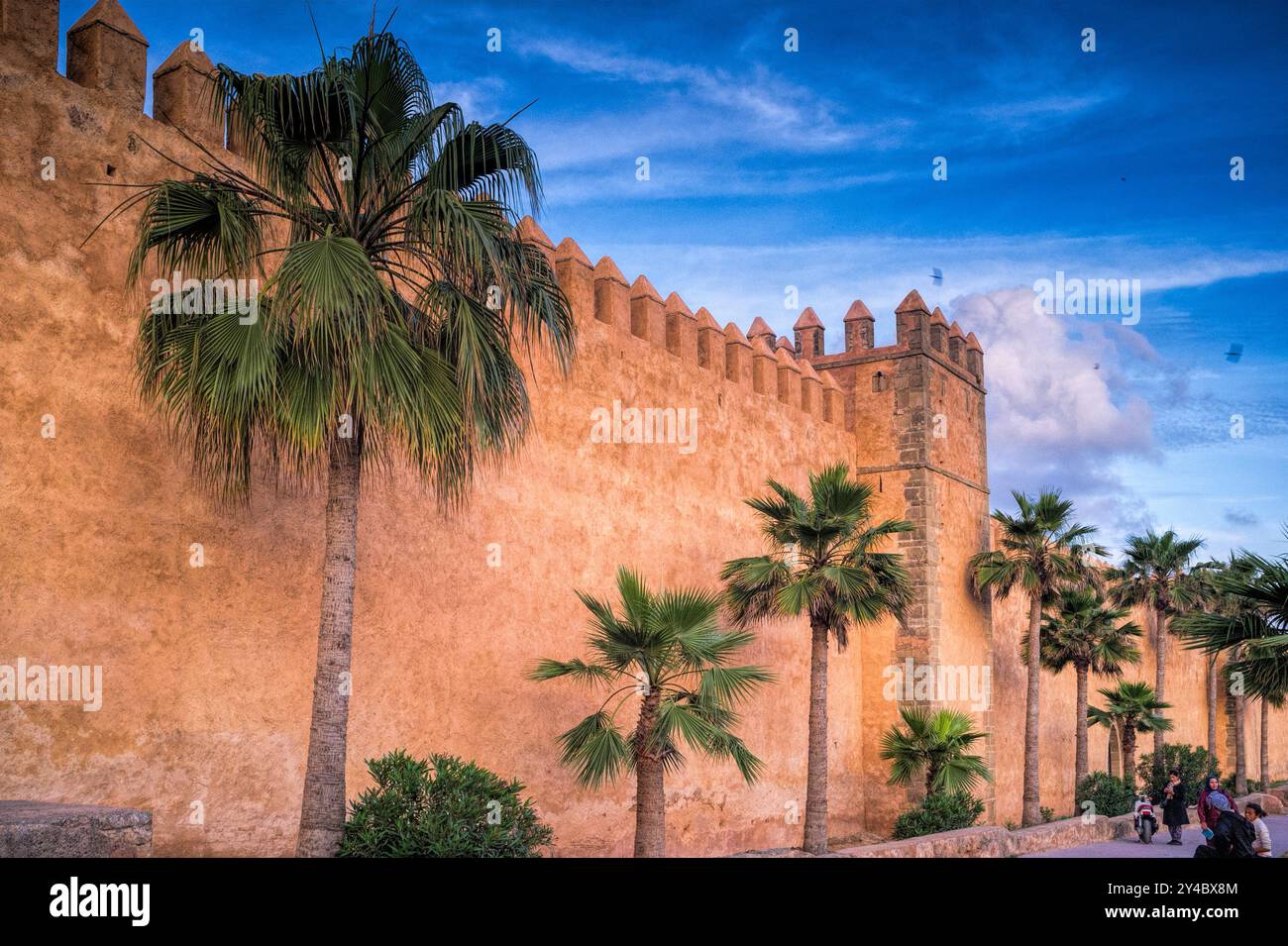 Trees Rabat Tall palm trees stand hi-res stock photography and images - Alamy