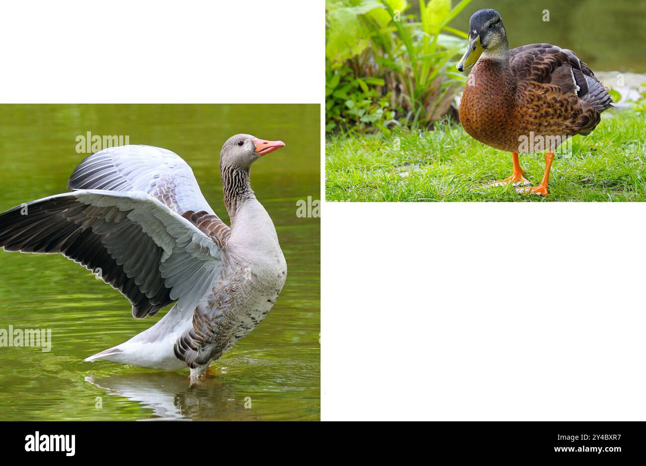 Portraits of waterfowl - duck and goose . Collage. Free space for text ...