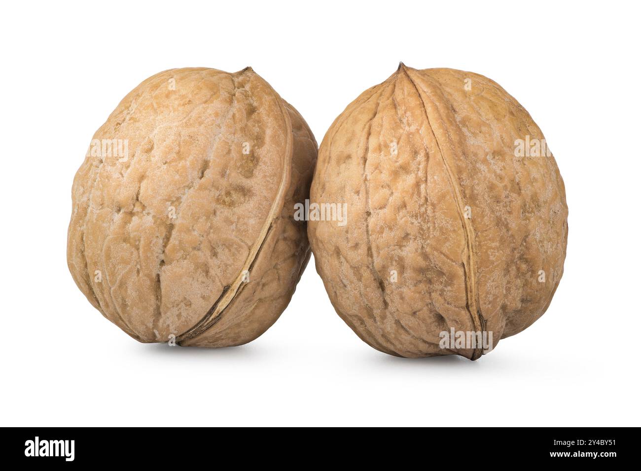 Two whole walnuts isolated on a white background Stock Photo