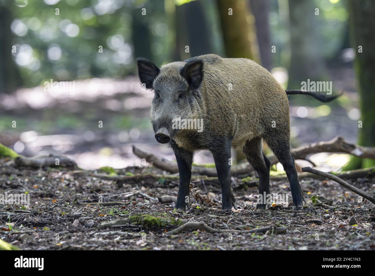 Wild boar (Sus scrofa), boar, Vulkaneifel, Rhineland-Palatinate, Germany, Europe Stock Photo