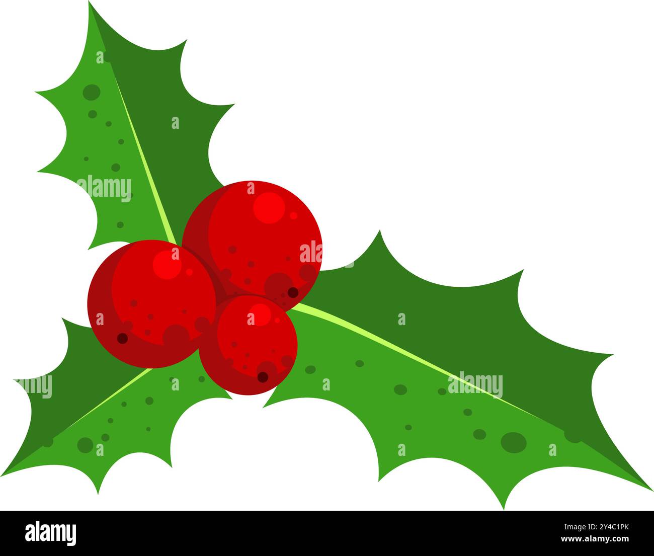 Holly berry - vector illustration Stock Vector Image & Art - Alamy