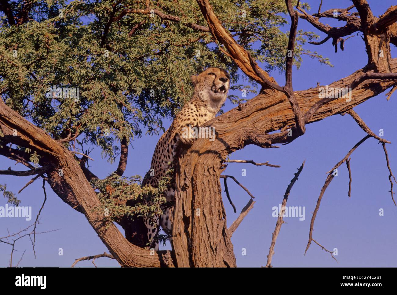 Large Rarge Cheetah The cheetah (Acinonyx jubatus) is a large cat and the fastest land ...