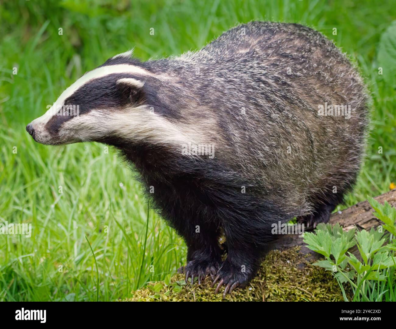Dachs Badger Dachs Wildlife Stock Photo - Alamy