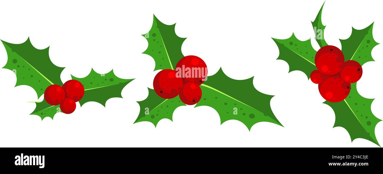 Holly berry - vector illustration set Stock Vector Image & Art - Alamy