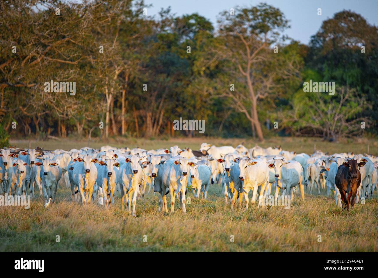 Nelore Cattle Pantanal Brazil Stock Photo