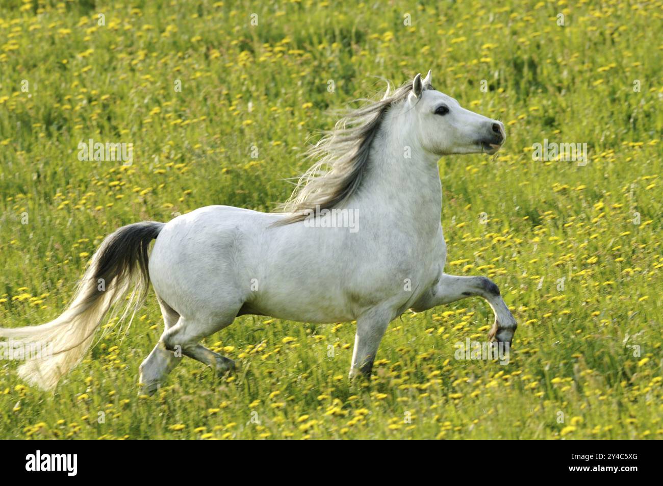 Beautiful white horse in the meadow Stock Photo - Alamy
