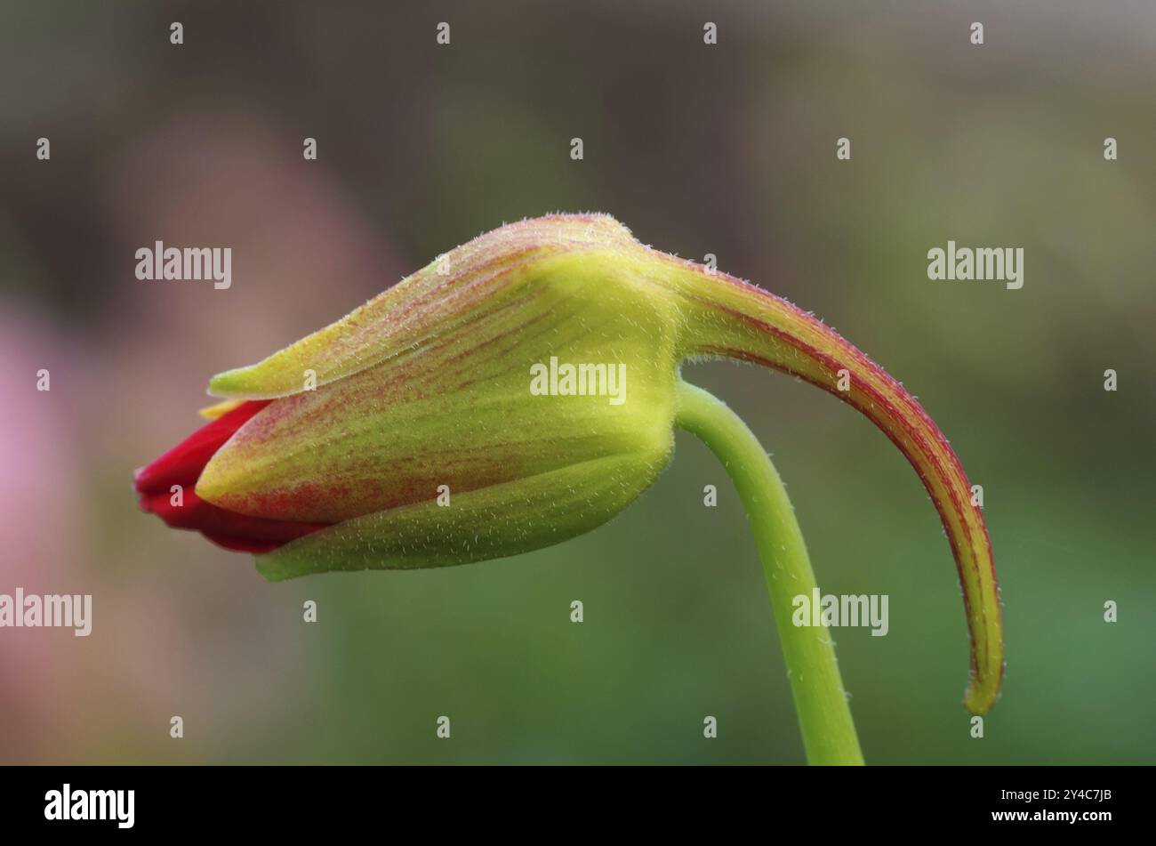 Flower bud of a nasturtium Stock Photo