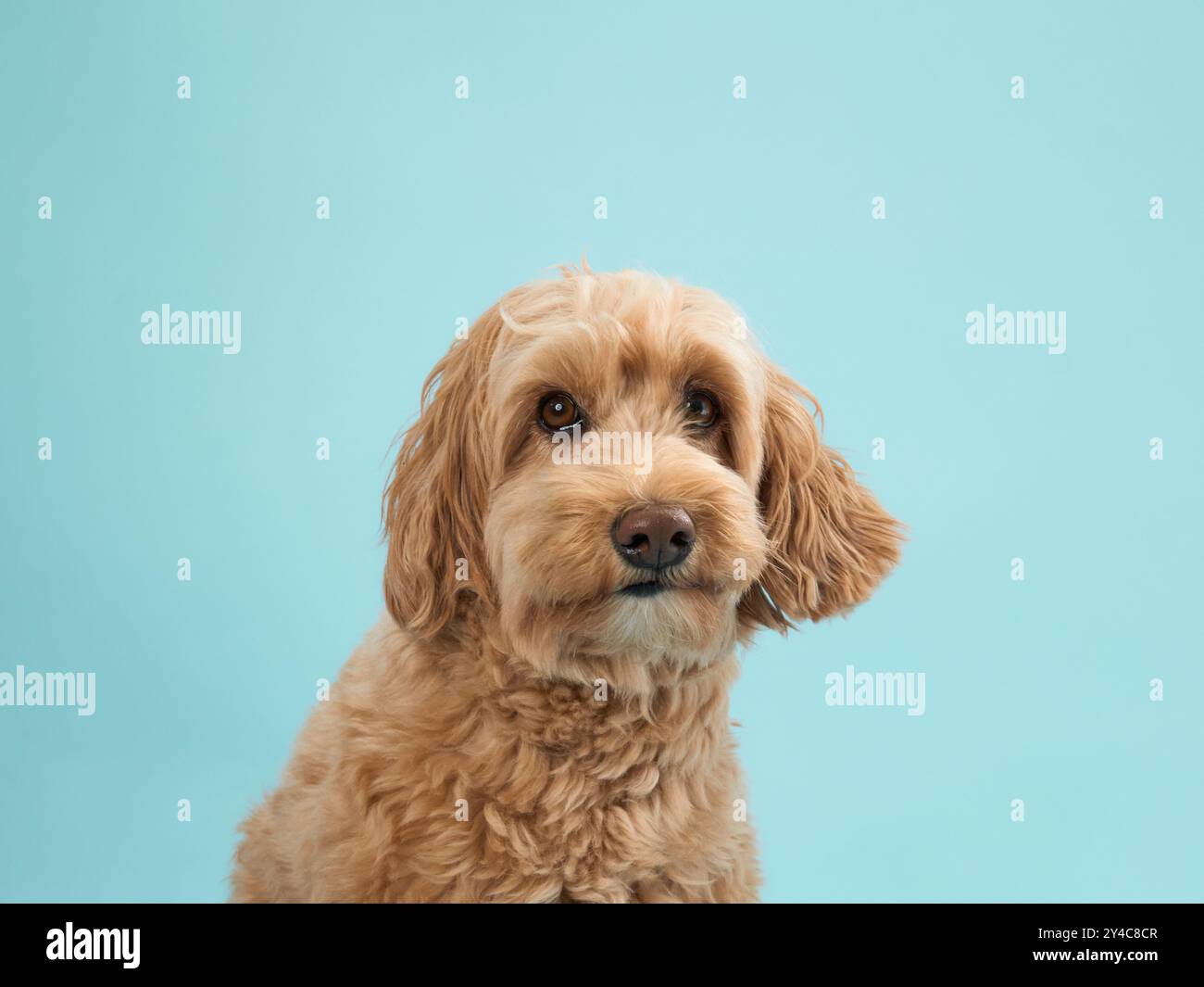 A Labradoodle with curly fur sits and looks down, set against a light blue background. Stock Photo