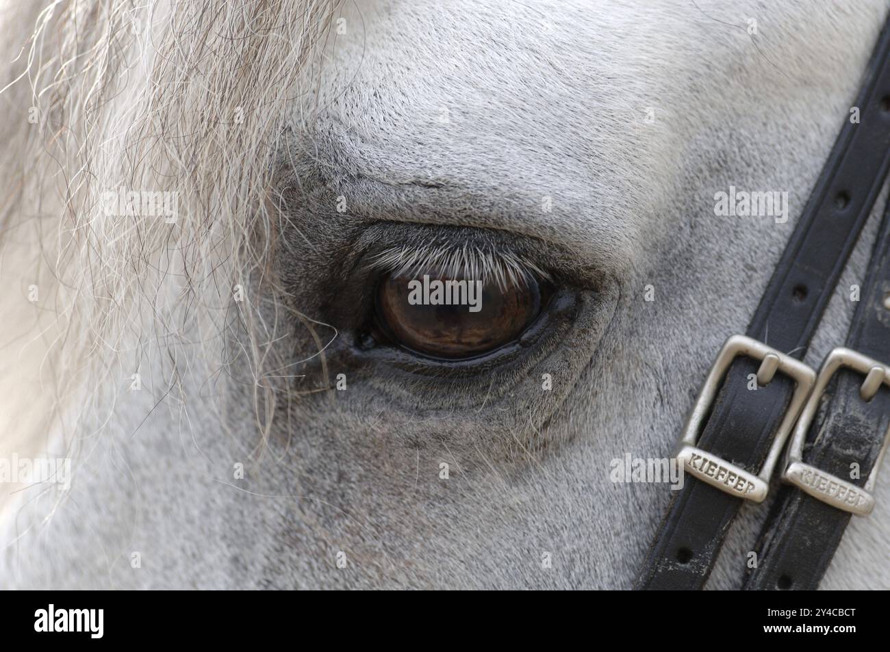 Horse eye, white horse with leather straps and silver buckles Stock Photo