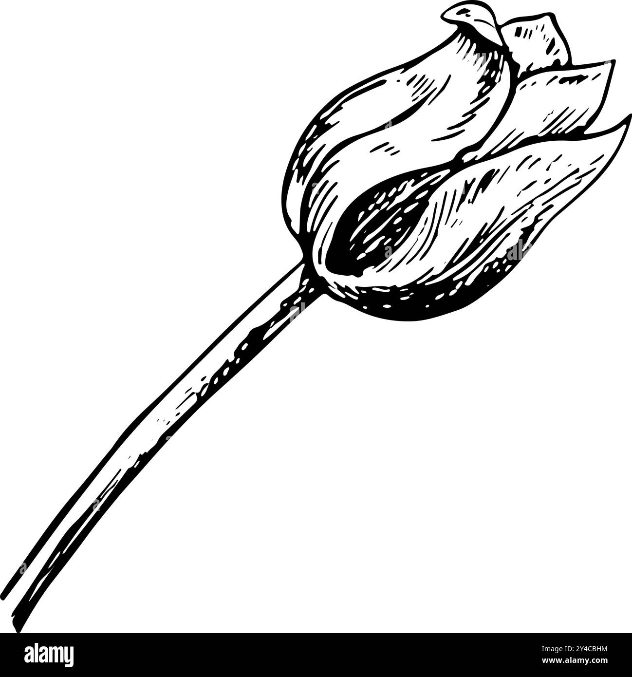 The tulip flower. A black and white vector graphic illustration made by ...