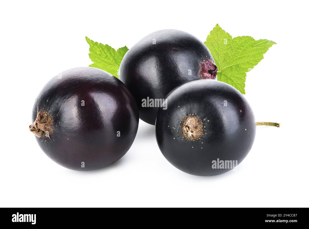 Juicy black currant isolated on a white background Stock Photo