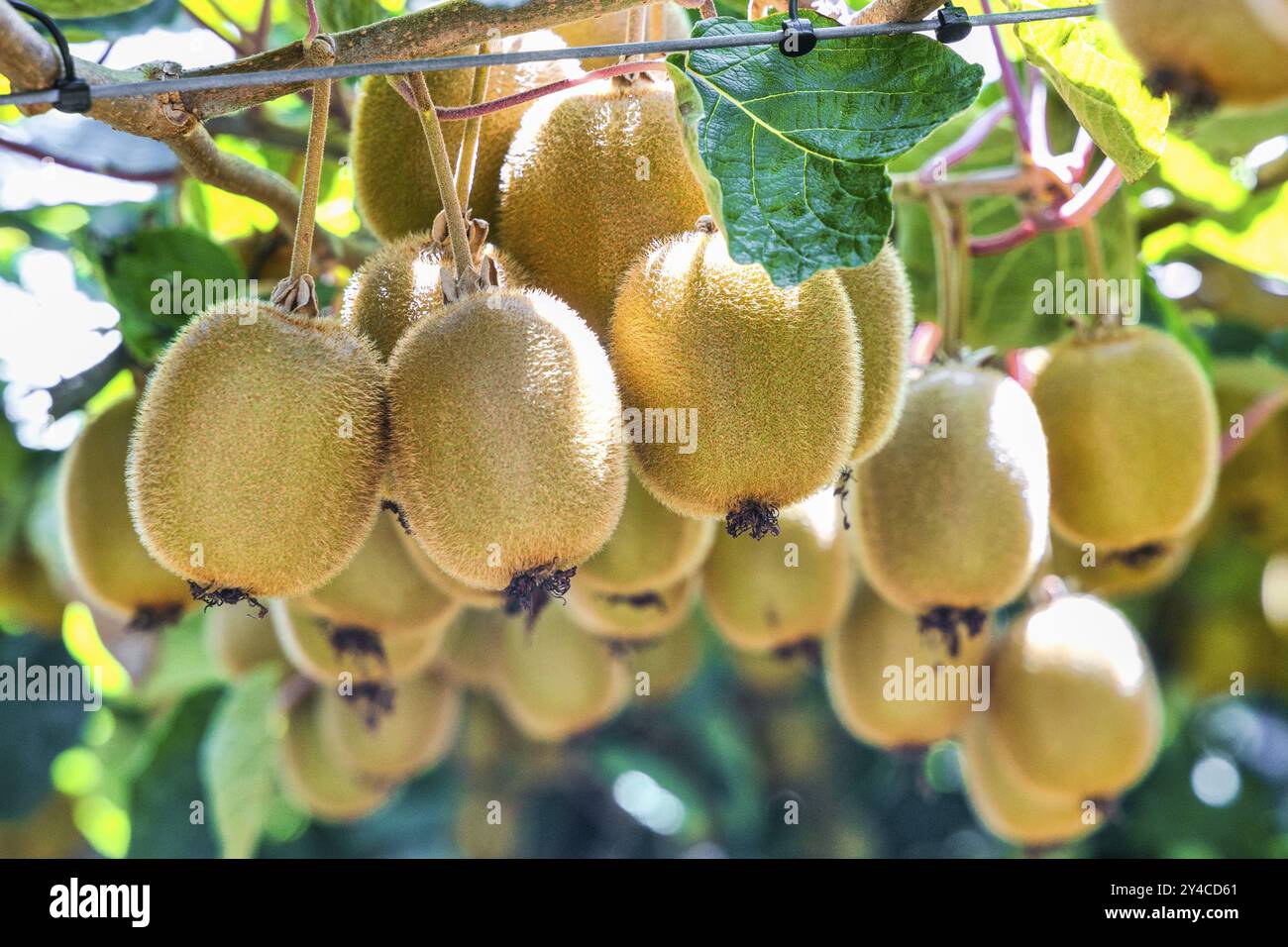 Kiwi plantation in Te Puke in the Bay of Plenty region on the North ...