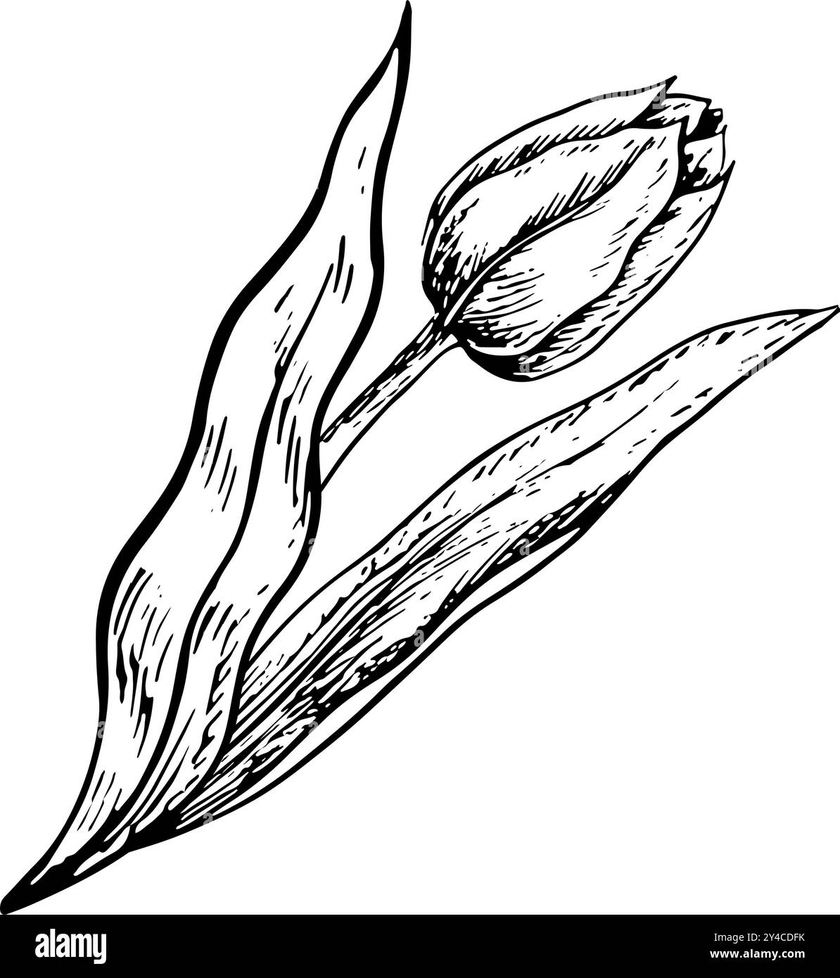 The tulip flower. A black and white vector graphic illustration made by ...