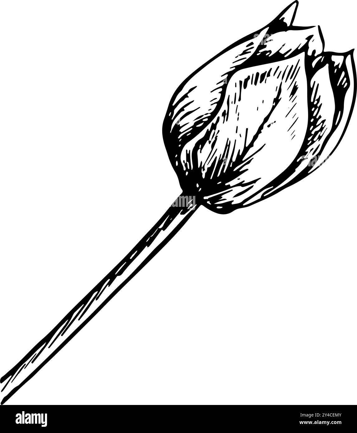 The tulip flower. A black and white vector graphic illustration made by ...