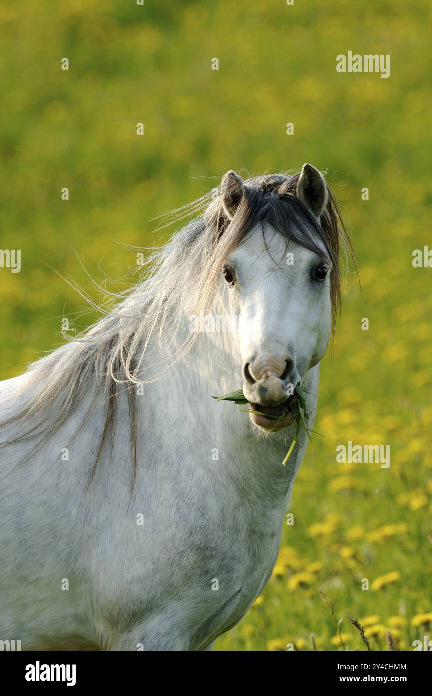 Beautiful white horse in the meadow Stock Photo - Alamy
