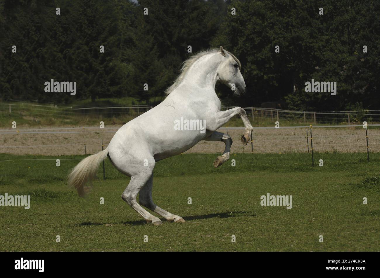 Lipizzaner stallion, rising Stock Photo - Alamy