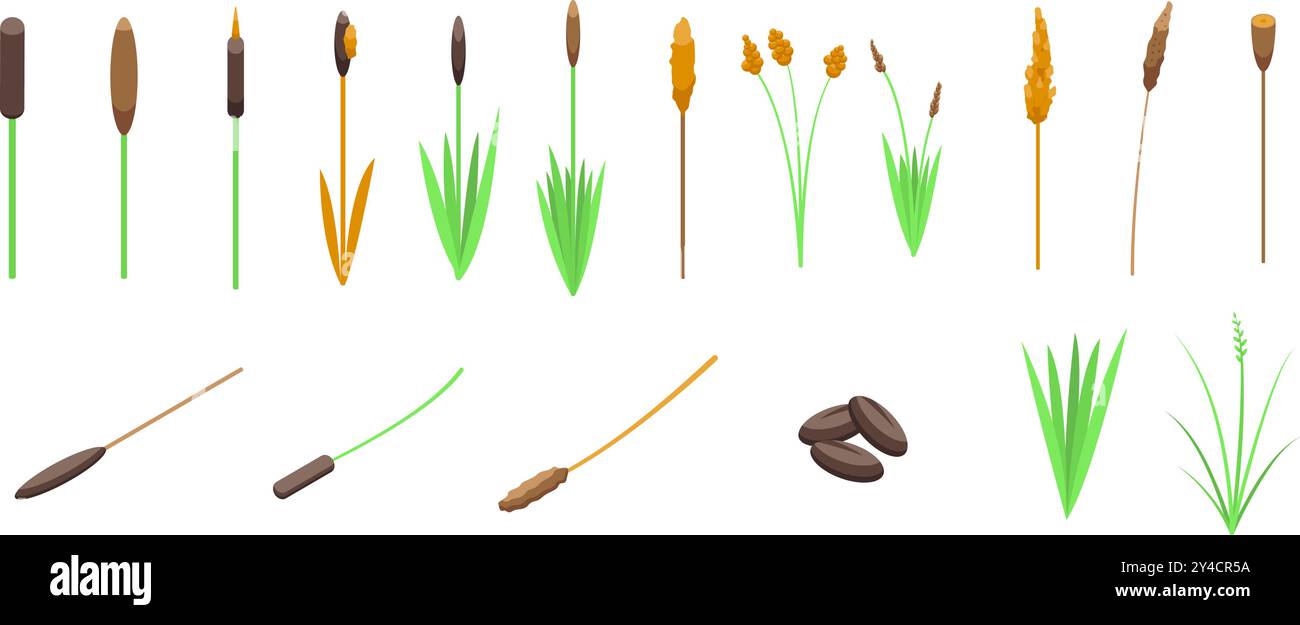 Grass reed icons set. Set of cattail plants growing in different stages ...