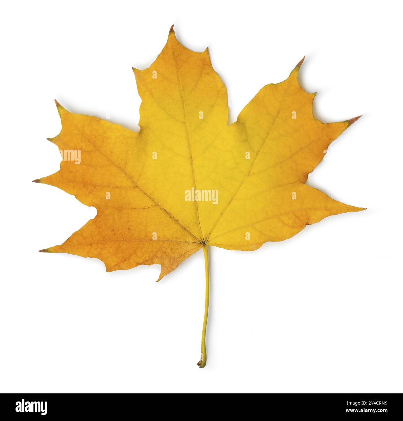 Orange maple leaf isolated on a white background Stock Photo - Alamy