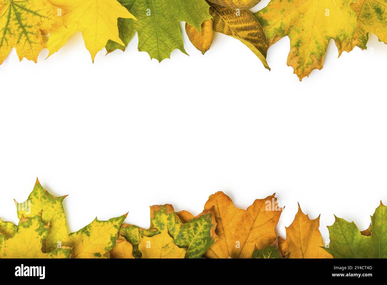 Autumn leaves frame isolated on a white background Stock Photo - Alamy