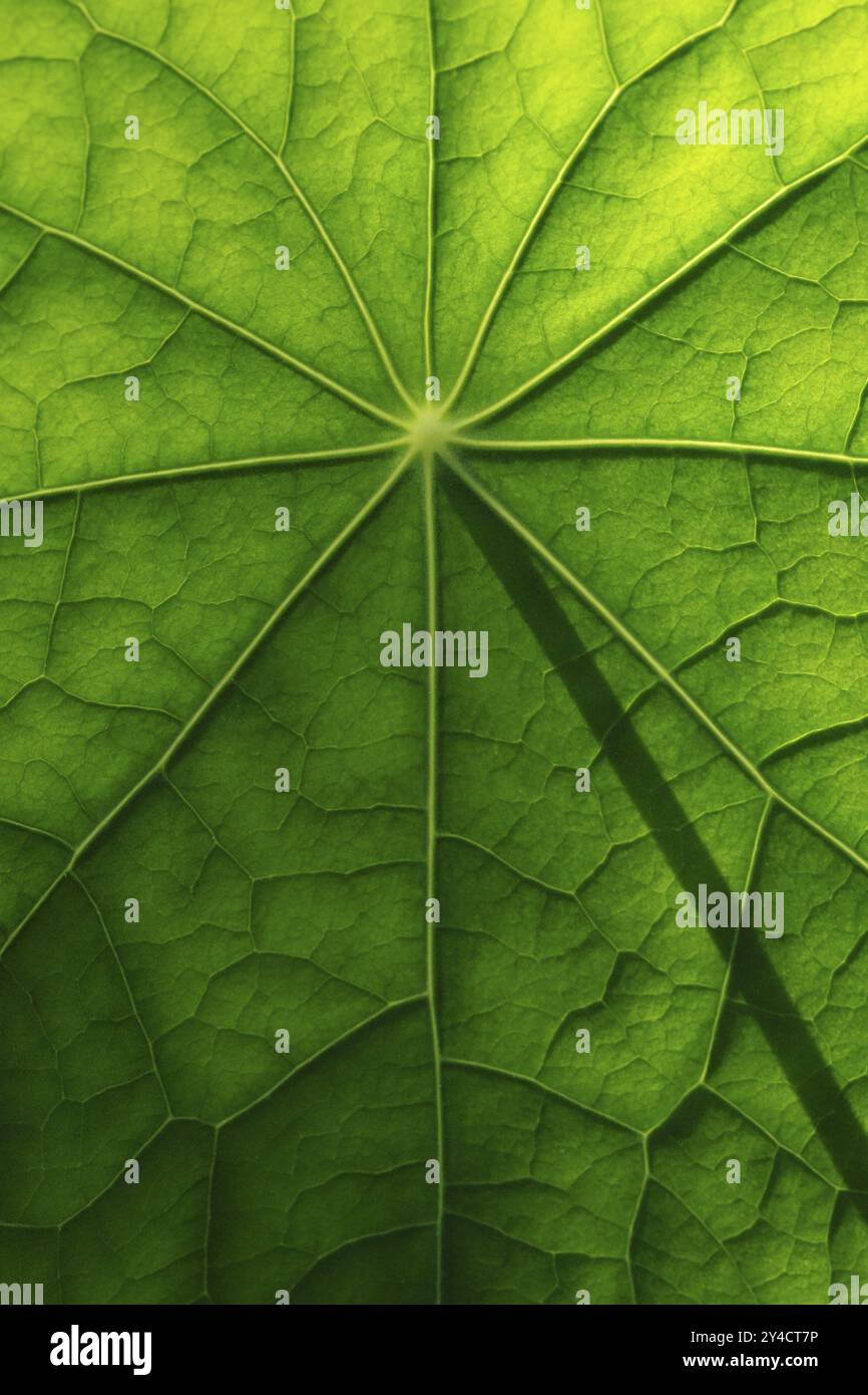 Leaf surface structure of a nasturtium stock photo alamy