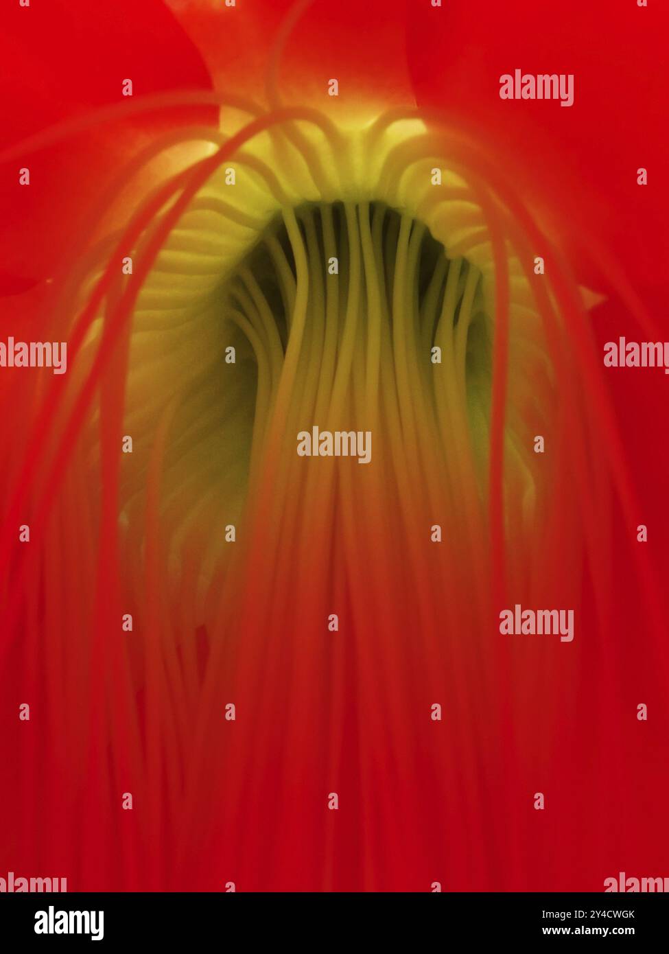 Flower Base Examples Flower base and stamens of an Easter cactus, Hatiora Stock Photo - Alamy