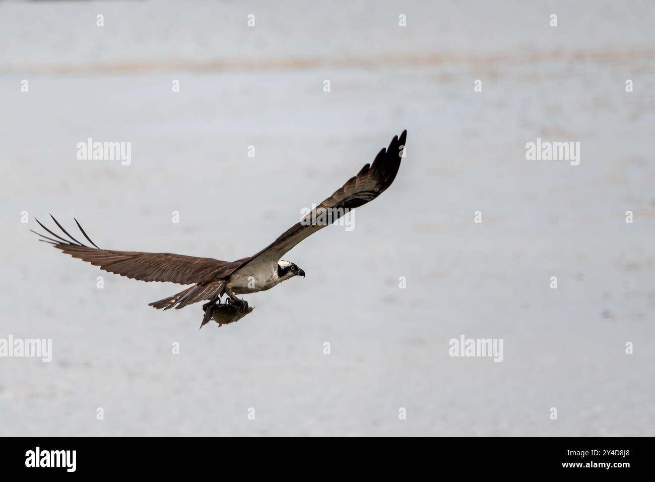 A bird is flying over a body of water, possibly catching a fish. The scene is peaceful and serene, with the bird soaring high in the sky Stock Photo