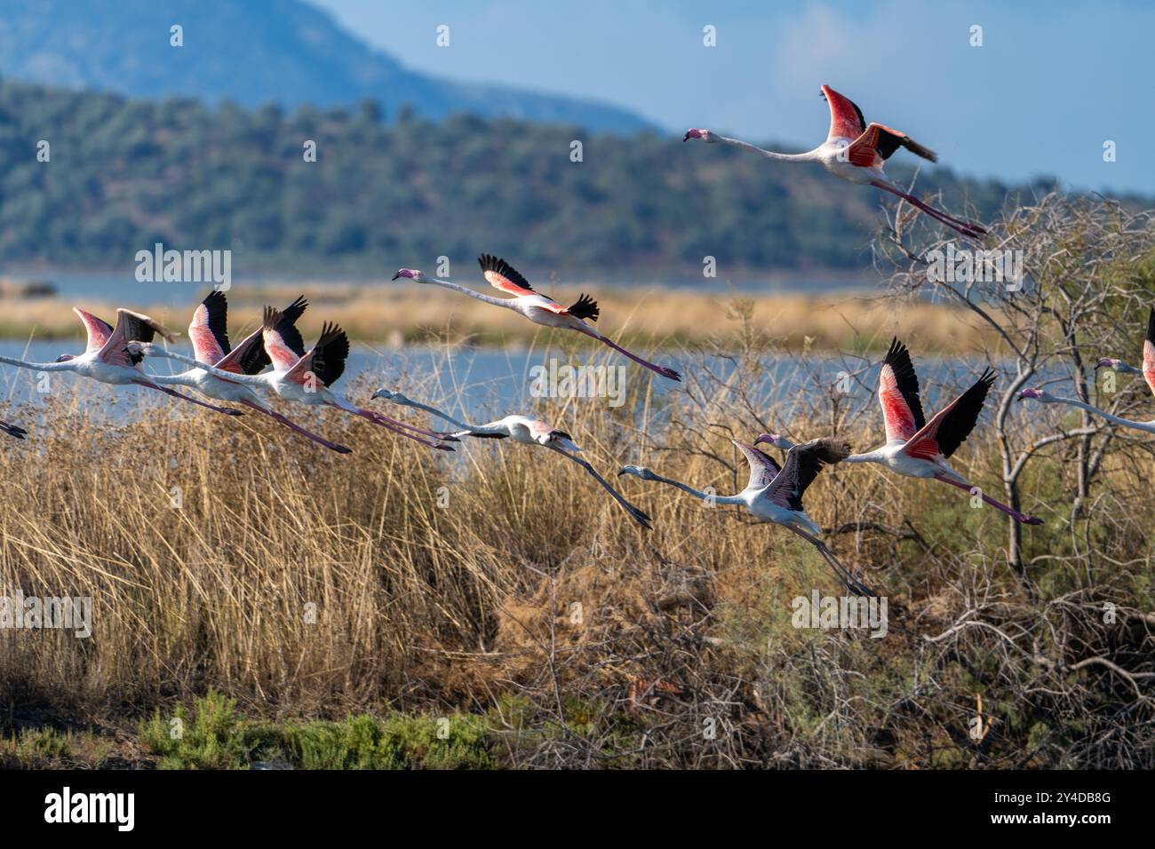 flamingo-in-albanian-lagoon-narta-vlora-stock-photo-alamy