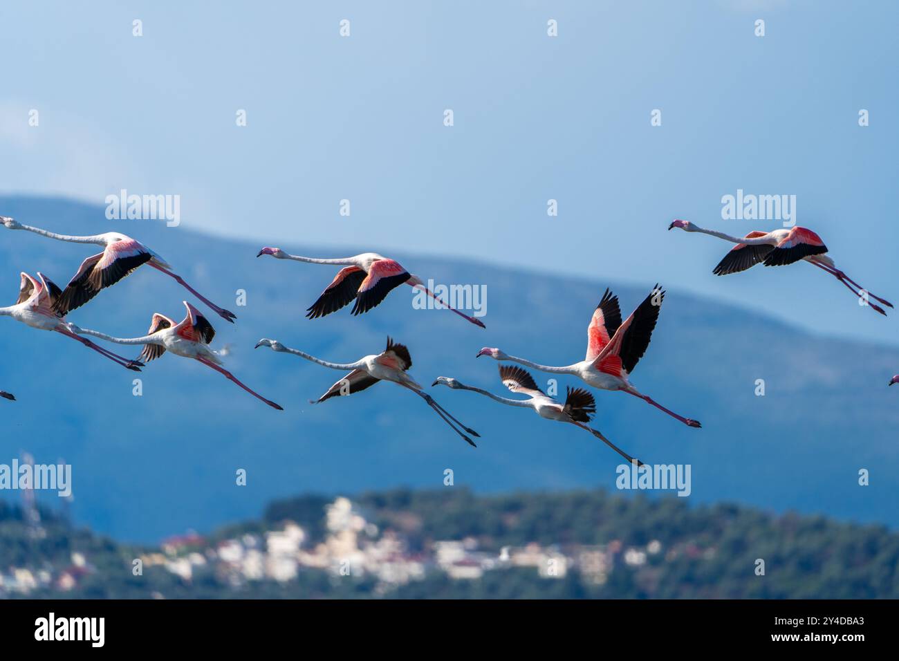 flamingo-in-albanian-lagoon-narta-vlora-stock-photo-alamy