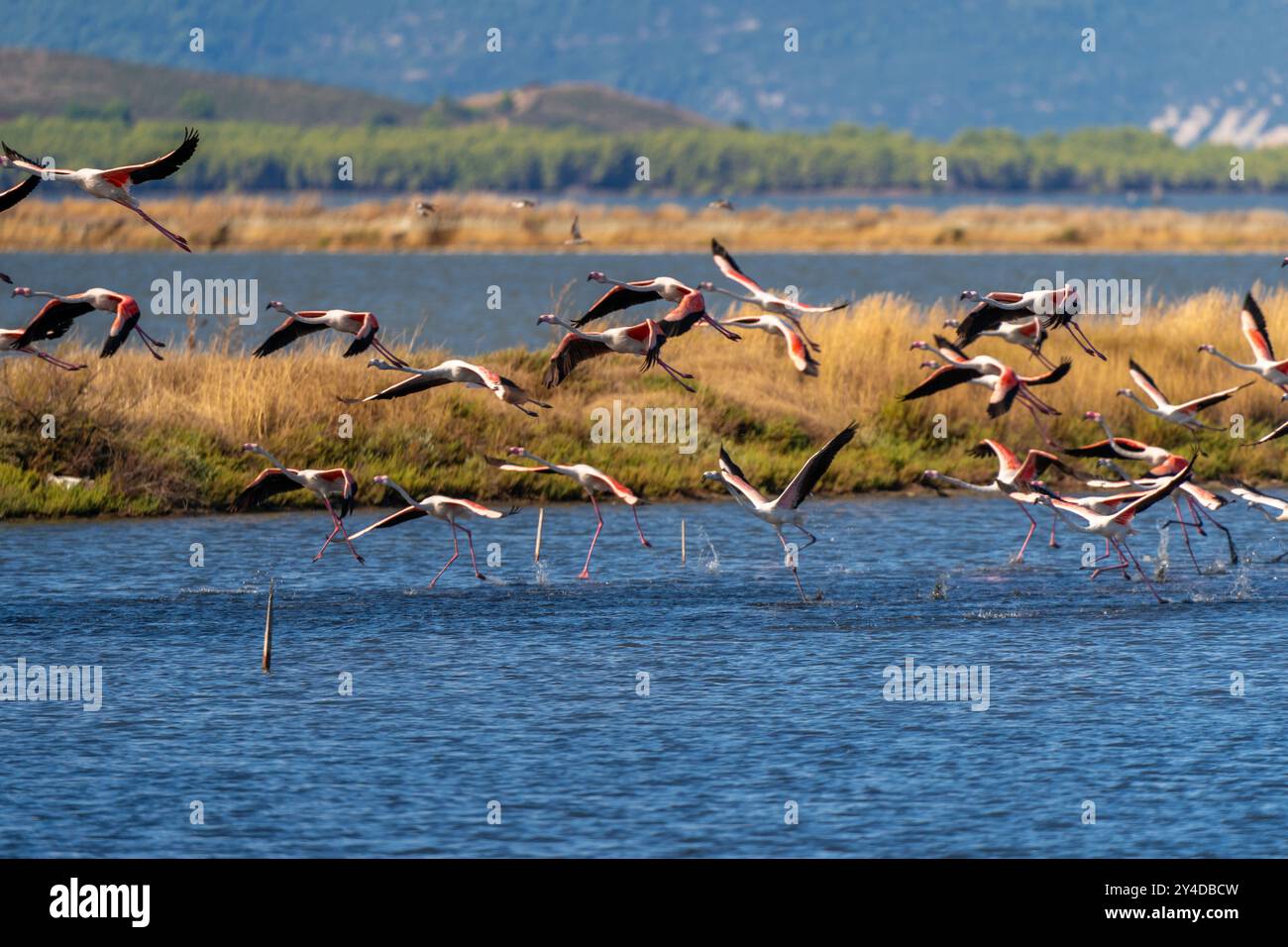 narta-lagoon-flamingo-hi-res-stock-photography-and-images-alamy