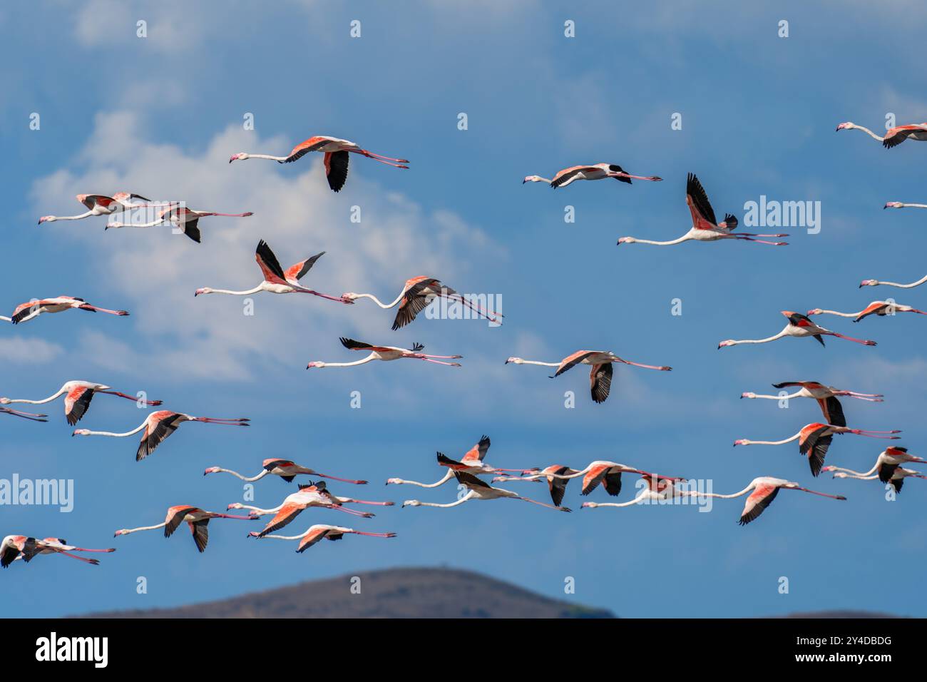 flamingo-in-albanian-lagoon-narta-vlora-stock-photo-alamy