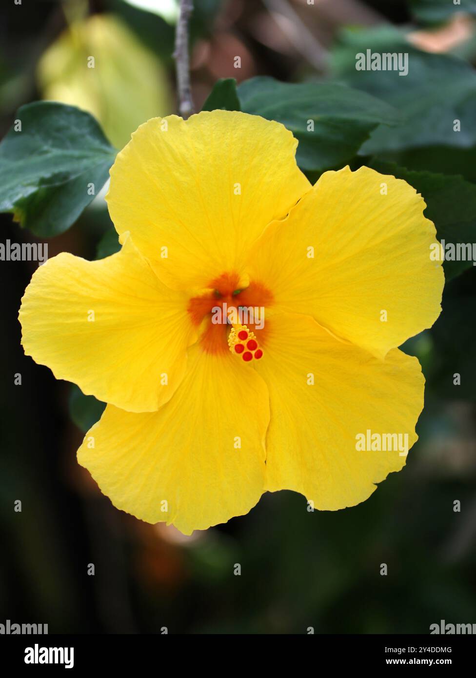 Yellow Tropical Hibiscus, Hibiscus rosa-sinensis 'Fort Myers Yellow', Malvaceae. Stock Photo