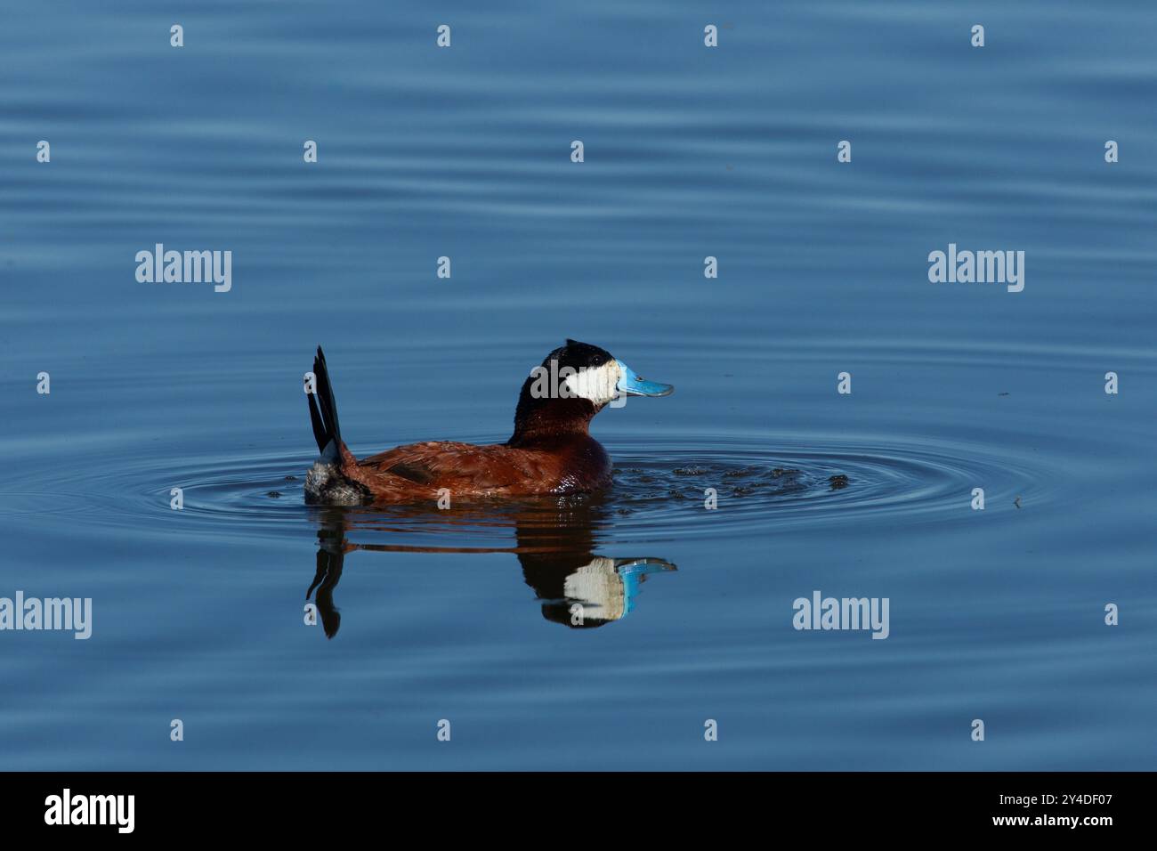 Drake Ruddy Duck Bubbling courtship display hi-res stock photography and images - Alamy
