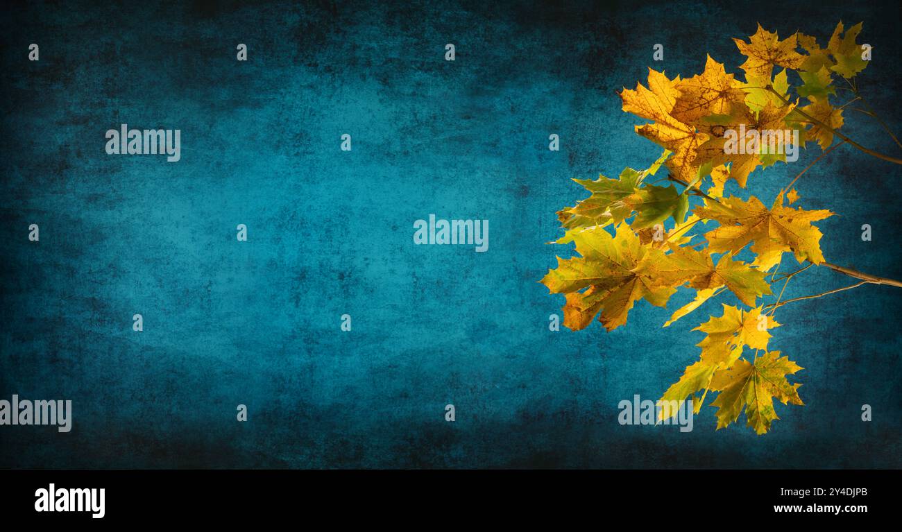 Beautiful yellow maple leaves in autumn, a studio closeup on abstract vignetted teal background with empty copy space Stock Photo