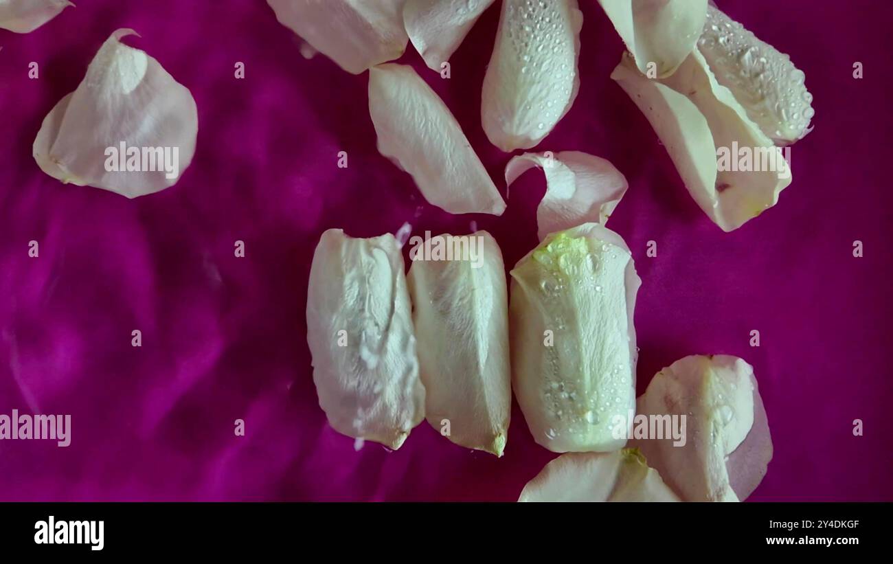 Slow motion rose petals rain hi-res stock photography and images - Alamy
