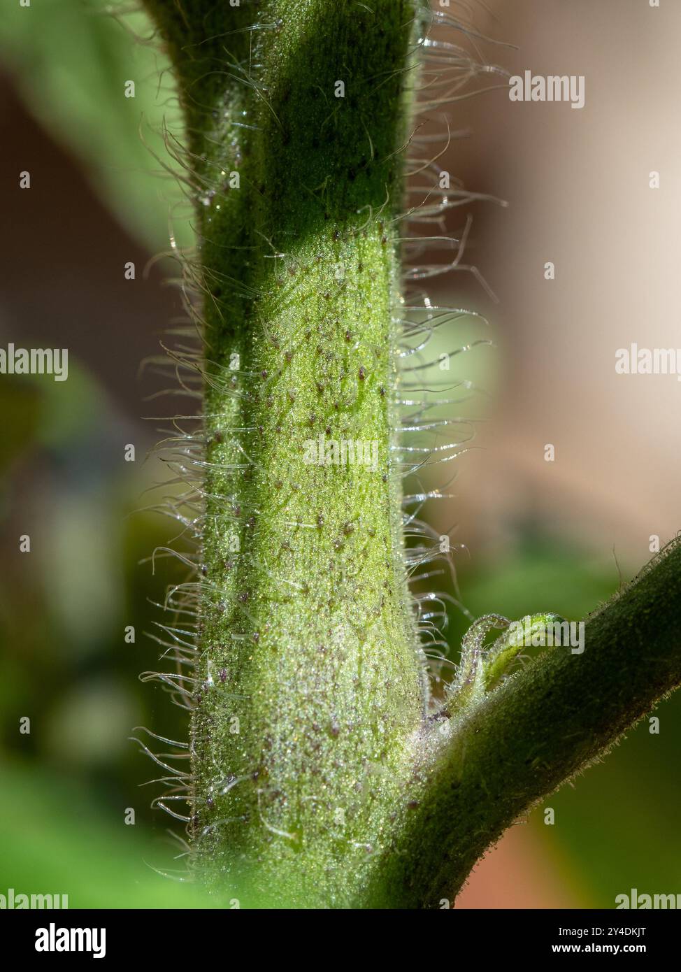 Tomato plant stem hairs trichomes hi-res stock photography and images ...