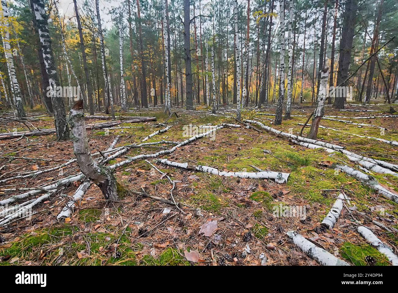Silver birch trees in the forest with fall foliage. Nature Stock Photo ...