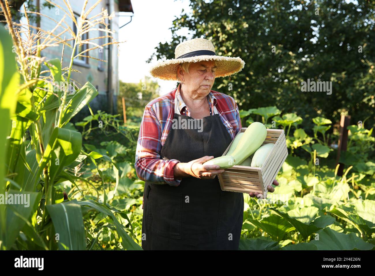 Senior farmer holding wooden crate with zucchinis outdoors Stock Photo ...
