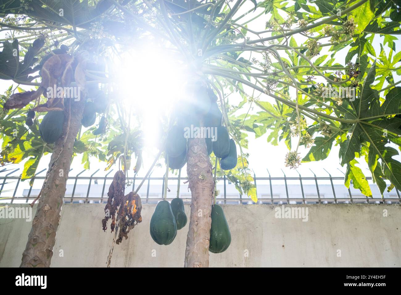 Papaya in the tree (Carica papaya) at the edible forest, a permaculture vegetable garden at Lycee Lyautey in Casablanca, Morocco on 20 October 2023. T Stock Photo
