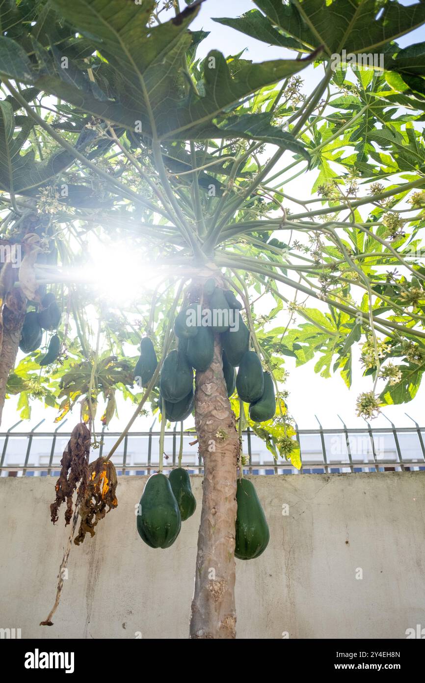 Papaya in the tree (Carica papaya) at the edible forest, a permaculture vegetable garden at Lycee Lyautey in Casablanca, Morocco on 20 October 2023. T Stock Photo