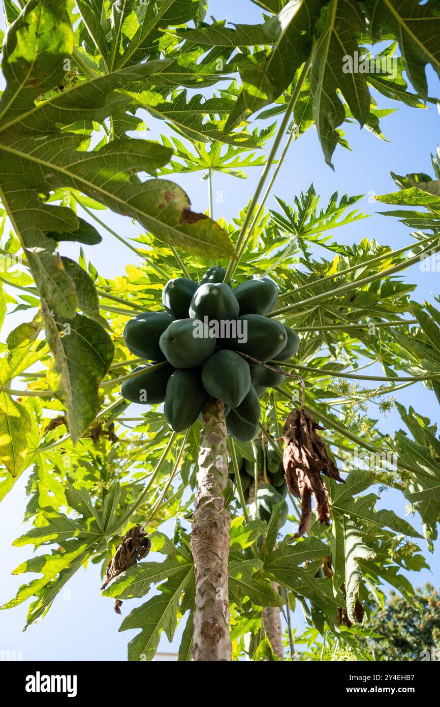 Papaya in the tree (Carica papaya) at the edible forest, a permaculture vegetable garden at Lycee Lyautey in Casablanca, Morocco on 20 October 2023. T Stock Photo