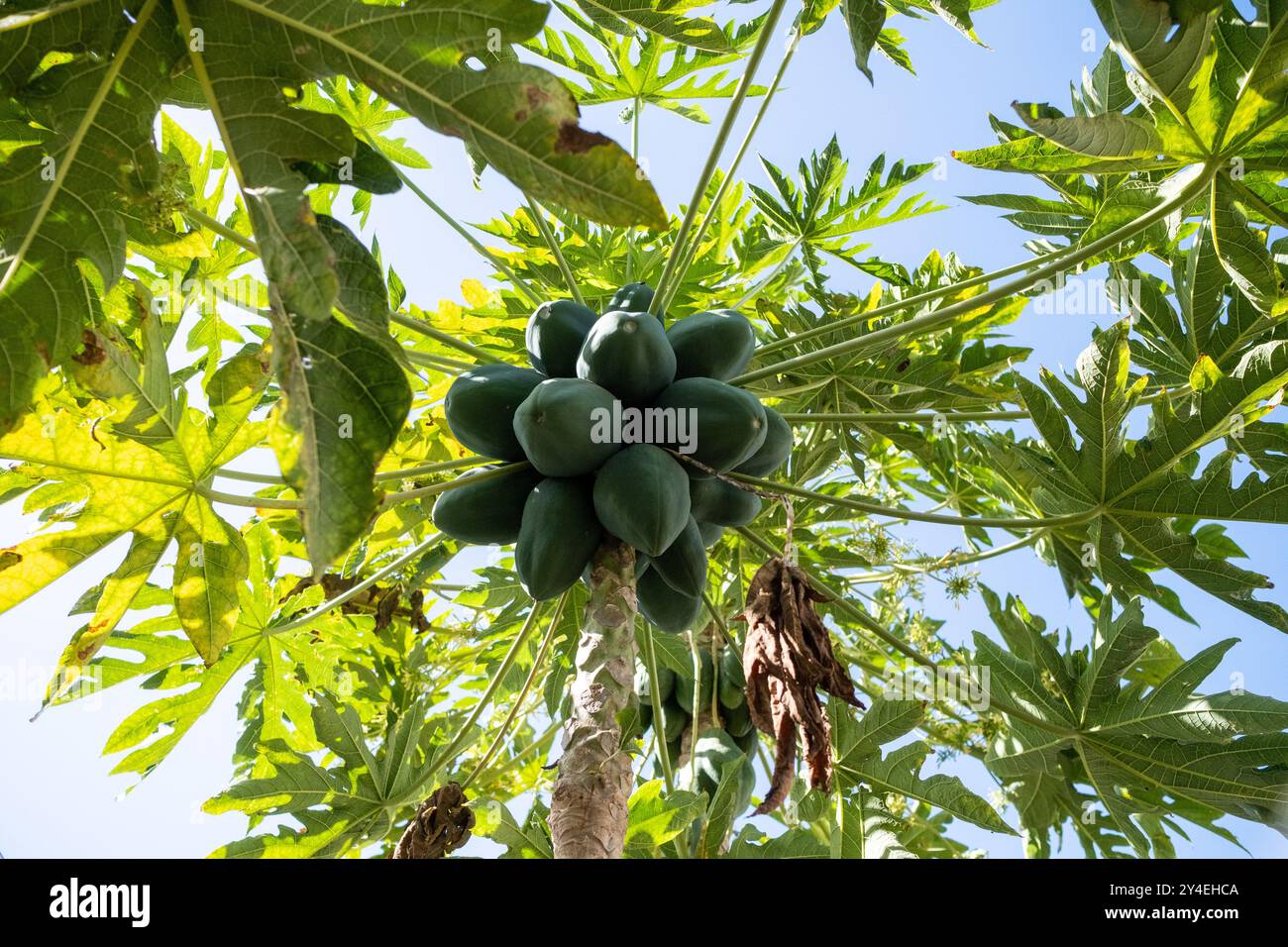 Papaya in the tree (Carica papaya) at the edible forest, a permaculture vegetable garden at Lycee Lyautey in Casablanca, Morocco on 20 October 2023. T Stock Photo