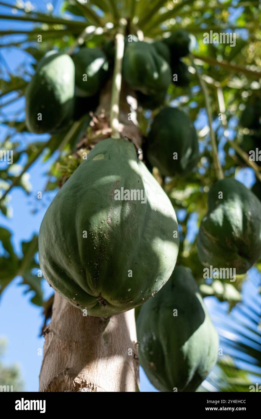 Papaya in the tree (Carica papaya) at the edible forest, a permaculture vegetable garden at Lycee Lyautey in Casablanca, Morocco on 20 October 2023. T Stock Photo