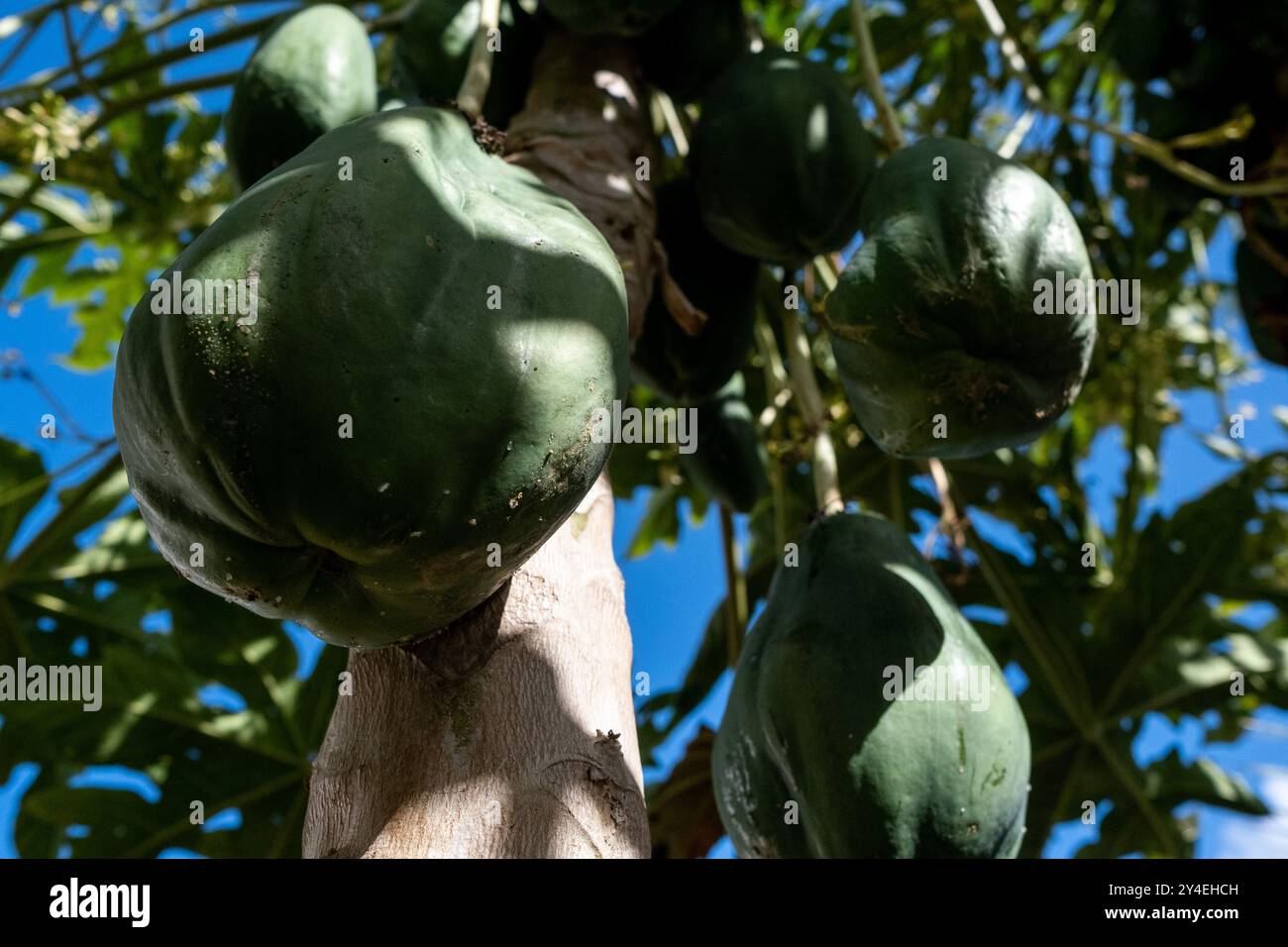 Papaya in the tree (Carica papaya) at the edible forest, a permaculture vegetable garden at Lycee Lyautey in Casablanca, Morocco on 20 October 2023. T Stock Photo