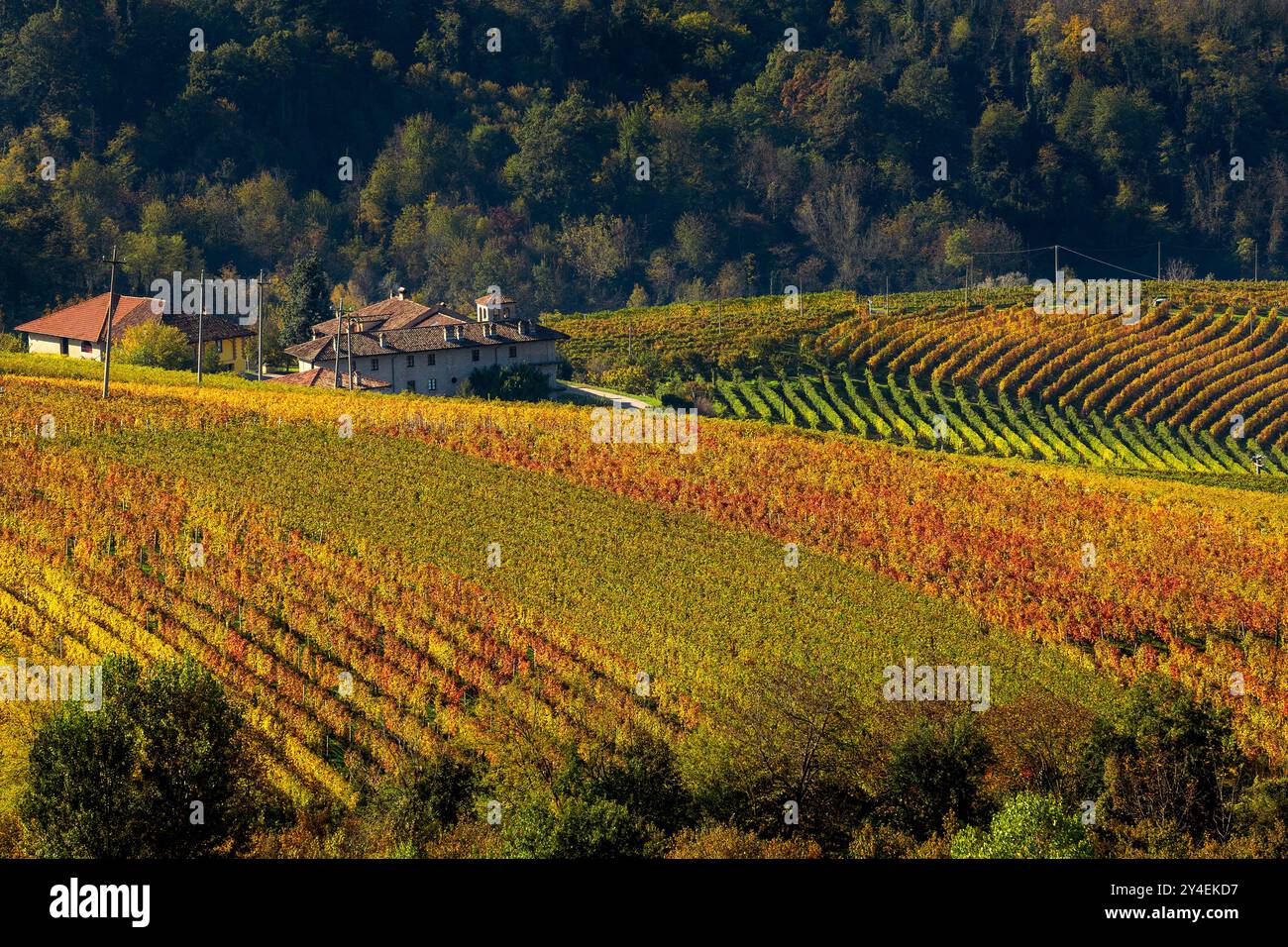 Italian Rural Vinyards Beautiful view from vineyards hi-res stock photography and images - Alamy