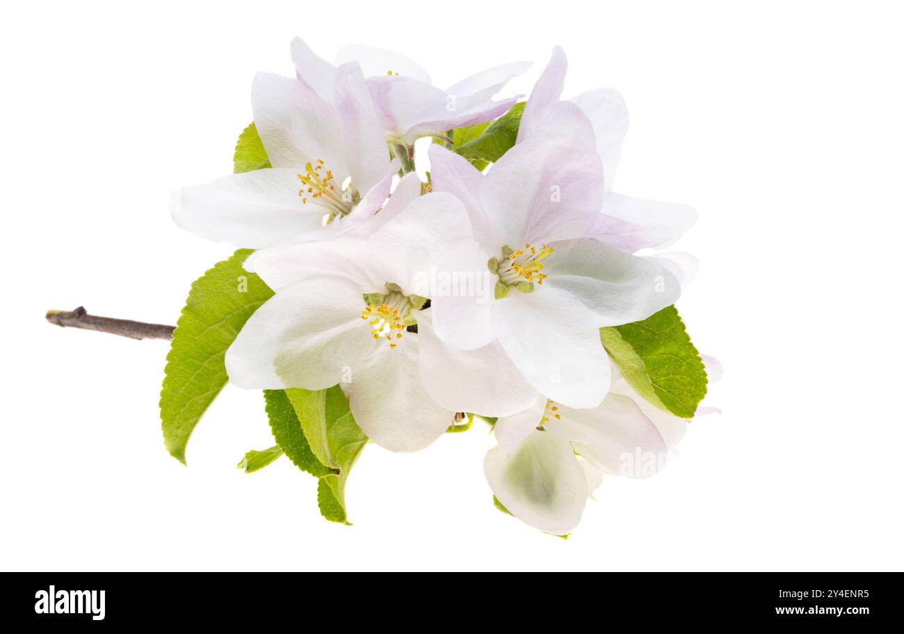 apple blossom isolated on white background Stock Photo - Alamy