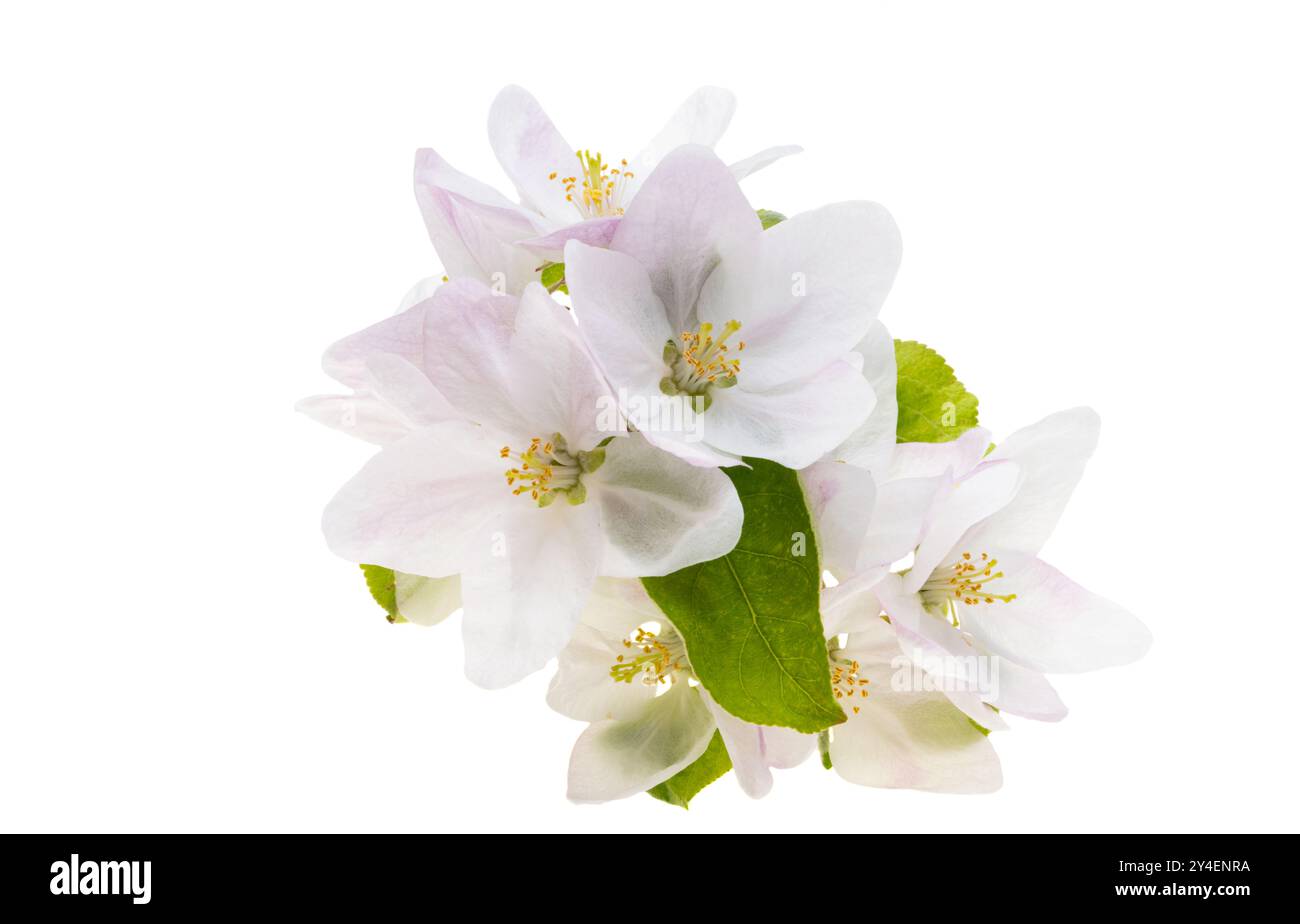 apple blossom isolated on white background Stock Photo - Alamy