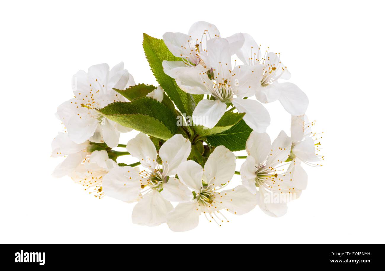 cherry blossom isolated on white background Stock Photo - Alamy